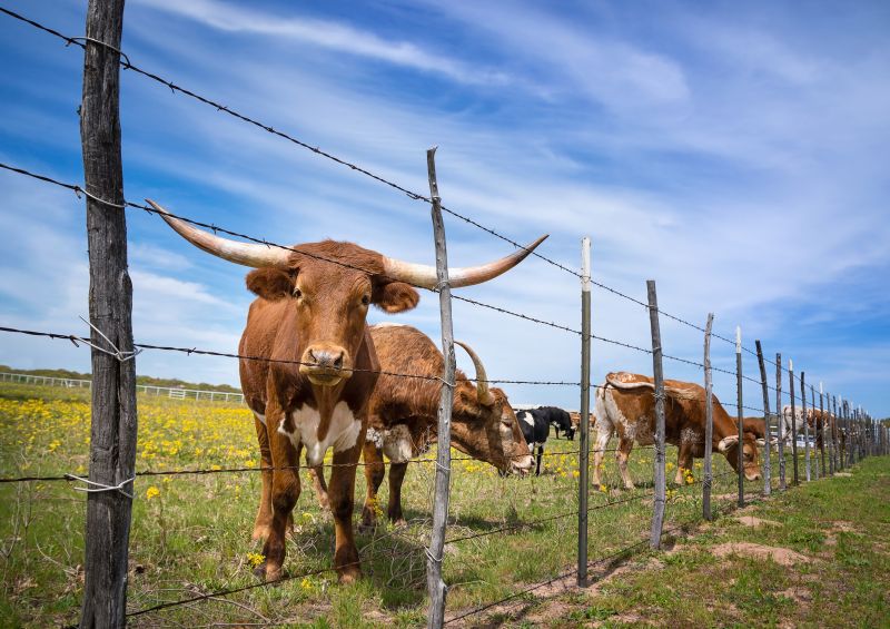Livestock Fencing Service